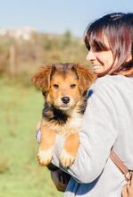 AKUMA, Hund, Mischlingshund in Kropp - Bild 17