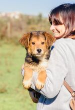 AKUMA, Hund, Mischlingshund in Kropp - Bild 18
