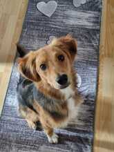 AKUMA, Hund, Mischlingshund in Kropp - Bild 4