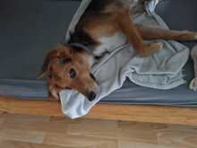 AKUMA, Hund, Mischlingshund in Kropp - Bild 8