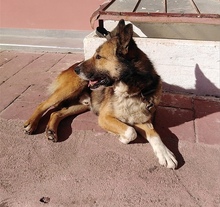 MOUSOU, Hund, Mischlingshund in Bissendorf - Bild 4