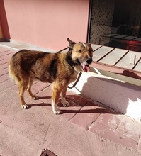 MOUSOU, Hund, Mischlingshund in Bissendorf - Bild 5