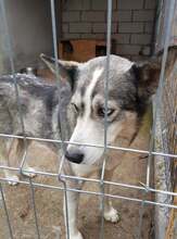 SASHA, Hund, Siberian Husky-Mix in Rumänien - Bild 19