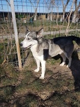 SASHA, Hund, Siberian Husky-Mix in Rumänien - Bild 2