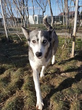 SASHA, Hund, Siberian Husky-Mix in Rumänien - Bild 24