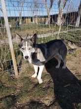 SASHA, Hund, Siberian Husky-Mix in Rumänien - Bild 3