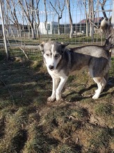 SASHA, Hund, Siberian Husky-Mix in Rumänien - Bild 4