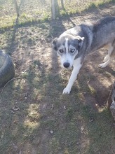 SASHA, Hund, Siberian Husky-Mix in Rumänien - Bild 5