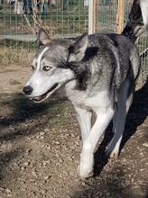 SASHA, Hund, Siberian Husky-Mix in Rumänien - Bild 8