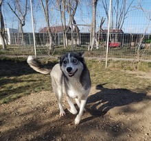 SASHA, Hund, Siberian Husky-Mix in Rumänien - Bild 9
