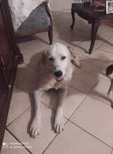 QUENN, Hund, Mischlingshund in Griechenland - Bild 1
