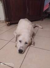 QUENN, Hund, Mischlingshund in Griechenland - Bild 2