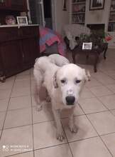 QUENN, Hund, Mischlingshund in Griechenland - Bild 5
