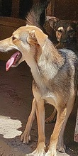 BOOMER, Hund, Mischlingshund in Rumänien - Bild 2