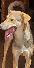 BOOMER, Hund, Mischlingshund in Rumänien - Bild 3