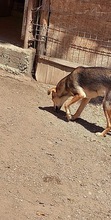 BOOMER, Hund, Mischlingshund in Rumänien - Bild 5