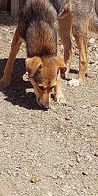 BOOMER, Hund, Mischlingshund in Rumänien - Bild 6