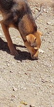 BOOMER, Hund, Mischlingshund in Rumänien - Bild 7