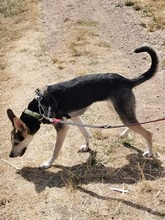 GEORGIA, Hund, Mischlingshund in Cochem - Bild 2