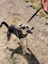 GEORGIA, Hund, Mischlingshund in Cochem - Bild 3