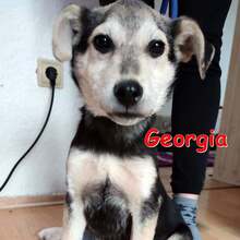 GEORGIA, Hund, Mischlingshund in Cochem - Bild 4