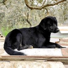MALIA, Hund, Mischlingshund in Griechenland - Bild 10