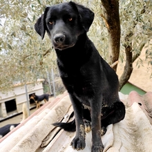 MALIA, Hund, Mischlingshund in Griechenland - Bild 11