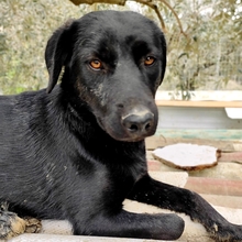 MALIA, Hund, Mischlingshund in Griechenland - Bild 12