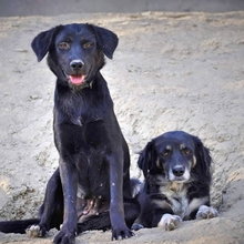 MALIA, Hund, Mischlingshund in Griechenland - Bild 5