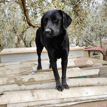 MALIA, Hund, Mischlingshund in Griechenland - Bild 6