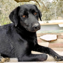 MALIA, Hund, Mischlingshund in Griechenland - Bild 7