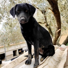 MALIA, Hund, Mischlingshund in Griechenland - Bild 8