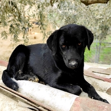 MALIA, Hund, Mischlingshund in Griechenland - Bild 9