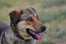 GINO, Hund, Mischlingshund in Griechenland - Bild 1