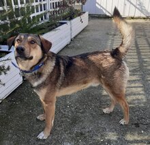 GINO, Hund, Mischlingshund in Griechenland - Bild 10