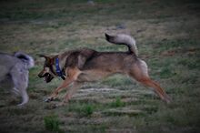 GINO, Hund, Mischlingshund in Griechenland - Bild 11