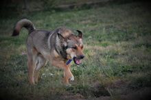 GINO, Hund, Mischlingshund in Griechenland - Bild 13