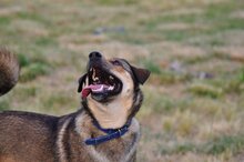 GINO, Hund, Mischlingshund in Griechenland - Bild 14