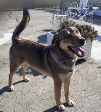 GINO, Hund, Mischlingshund in Griechenland - Bild 17