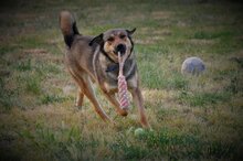 GINO, Hund, Mischlingshund in Griechenland - Bild 2