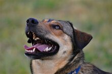 GINO, Hund, Mischlingshund in Griechenland - Bild 3