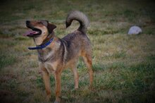 GINO, Hund, Mischlingshund in Griechenland - Bild 4