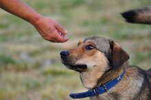GINO, Hund, Mischlingshund in Griechenland - Bild 5