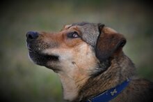GINO, Hund, Mischlingshund in Griechenland - Bild 6