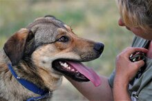 GINO, Hund, Mischlingshund in Griechenland - Bild 7