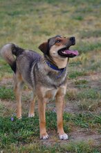 GINO, Hund, Mischlingshund in Griechenland - Bild 8