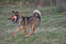 GINO, Hund, Mischlingshund in Griechenland - Bild 9