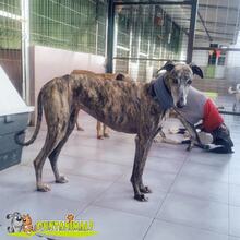 RATONA, Hund, Galgo Español in Spanien - Bild 2