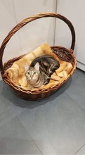 MINERVA, Katze, Hauskatze in Bulgarien - Bild 2