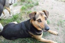 ADONIS, Hund, Mischlingshund in Rumänien - Bild 1